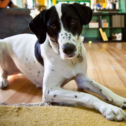 DogWatch of Appalachia & West Virginia, Ashland, Kentucky | Indoor Pet Boundaries Contact Us Image