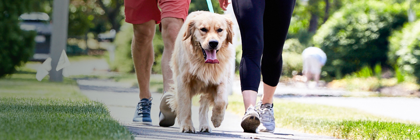 DogWatch of Appalachia & West Virginia, Ashland, Kentucky | SideWalker Leash Trainer Slider Image